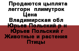 Продаются цыплята леггорн, плимутрок › Цена ­ 200 - Владимирская обл., Юрьев-Польский р-н, Юрьев-Польский г. Животные и растения » Птицы   